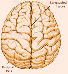 longitudinal fissure brain