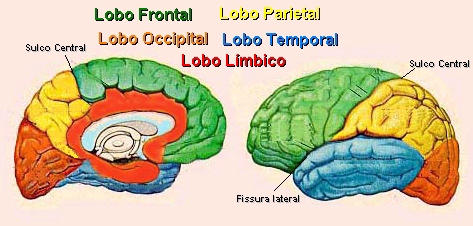 Divisão do Córtex Cerebral em Lobos
