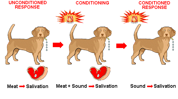 What is the Conditioned Reflex