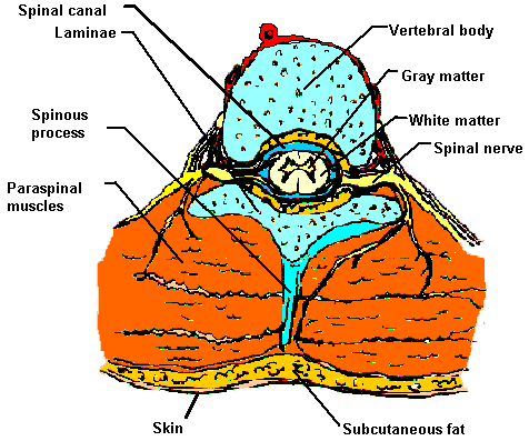 Index of /n12/fundamentos/snc