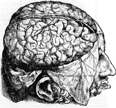 A. Vesalius Brain